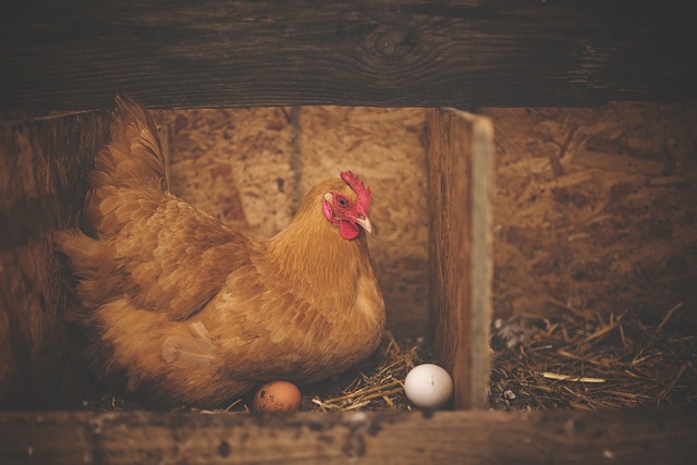 huevos frescos de gallina
